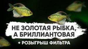 Не золотая рыбка, а бриллиантовая