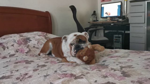 Брут и львенок смотреть онлайн