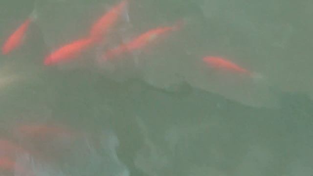 Сон и реальность!✨?? Красные рыбки!???❤️❤️❤️ смотреть онлайн