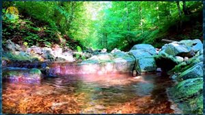 Звуки природы.  Нежный лесной ручей ✦ Пение соловья в лесу ✦ Пение Птиц ✦ Релакс