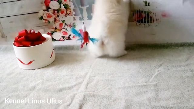 available. female puppy Spitz -4,  date of birth 15.12.2020 белый щенок шпица из питомника