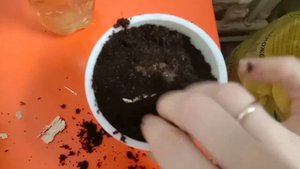 Бегония Боливийская КОПАКАБАНА проснулась?. Эксперимент удался?