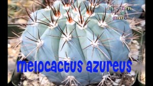 Melocactus azureus   Jardim da Gabi