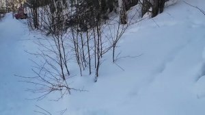 Гонки с гор на ватрушках.