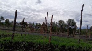Клубника. Высадка рассады 8 сортов