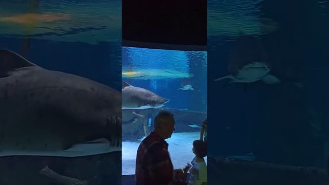 Antalya Aquarium Самый большой в мире туннельный аквариум Анталия,Турция Гигантские акулы и осьмино