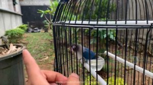 Penyebab dan solusi lovebird yang tadinya ngekek panjang jadi ngekek pendek pendek