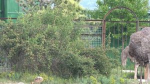 Семейство страусов и их маленькие страусята! Тайган. Ostrich family in Crimea