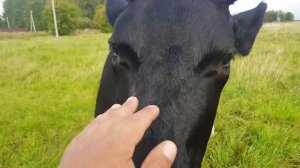 ЧИСТАЯ КОРОВА