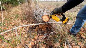 DEWALT 20V 8" Brushless Pruning Chainsaw Review DCCS623B DCCS623L1