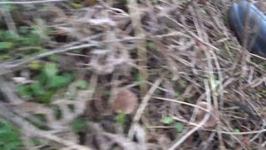 степная_вешенка_333[1]