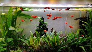 Мои аквариумы | Переселение рыбок | Пецилии и псевдоскаты севильи