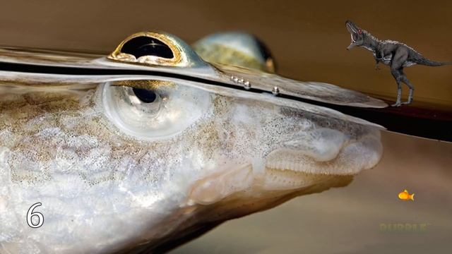 10 Животных с потрясающими глазами смотреть онлайн