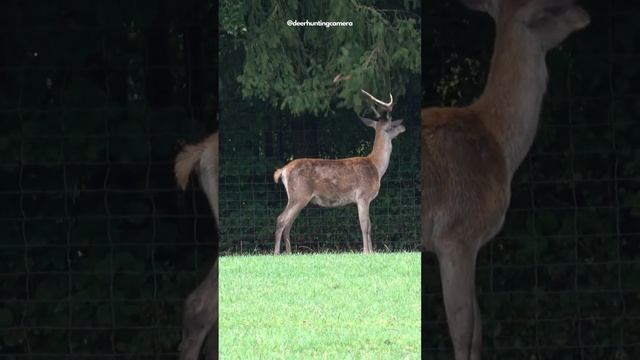 deer and animal "hunting" with my #Sony-FDR-AX53 #nature #asmr  #camera #sony #animals #deer