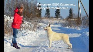 Щенки БШО. Карнеликс Ерга и Карнеликс Тогира, 5 мес. Зимняя прогулка с белыми швейцарскими овчарками