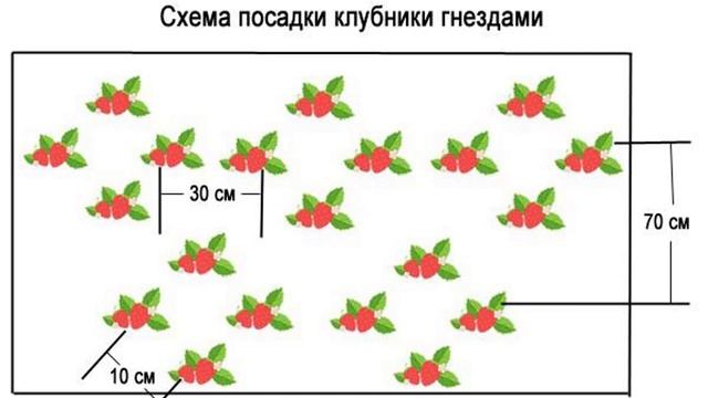 Схема посадки клубники в открытом грунте на грядке