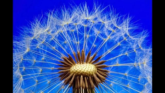 Резонанс Шумана, поздравляю с праздником, день СЧАСТЬЯ смотреть онлайн