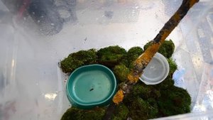 ОФОРМЛЕНИЕ ТЕРРАРИУМА ДРЕВЕСНЫХ УЛИТОК