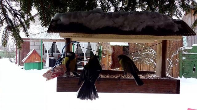 winter feeding trough! feeding tits! Зимняя кормушка!Кормление синиц! смотреть онлайн