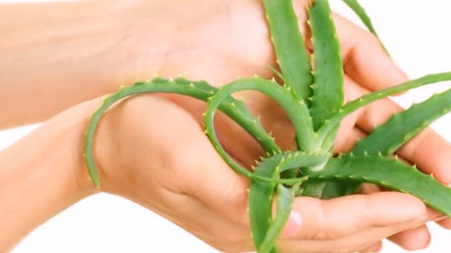 Ибн Сино Алоэнинг Фойдалари Хакида Нималар Деганини Биласизми ? смотреть онлайн