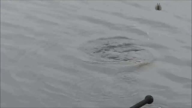 Крупный лещ на тонкую снасть. смотреть онлайн