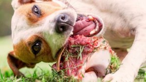 Можно ли кормить собаку сырым мясом