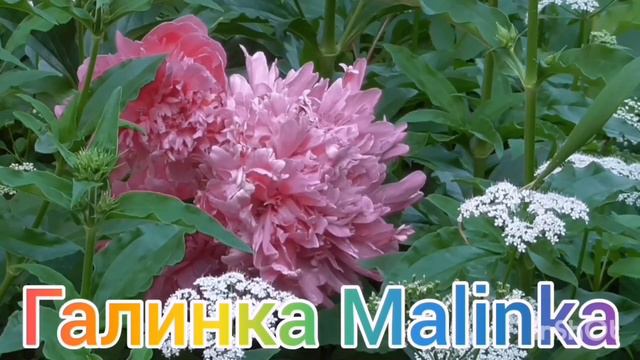 Ольга Уралочка live /Слетели с катушек все /Обзор Влогов /Фу/Уралочка и Сафар /