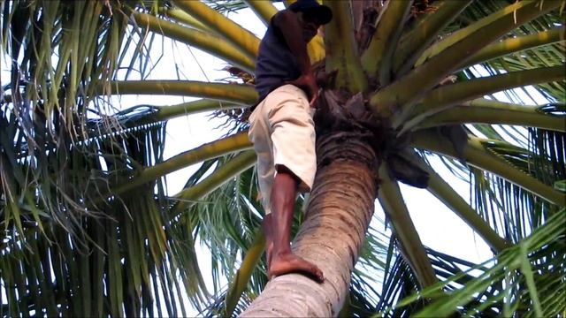 Как залезть на пальму и снять кокос за 1 минуту. смотреть онлайн