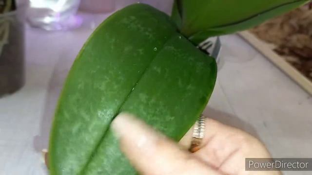 Мой мирок орхидей моя жизнь дзен