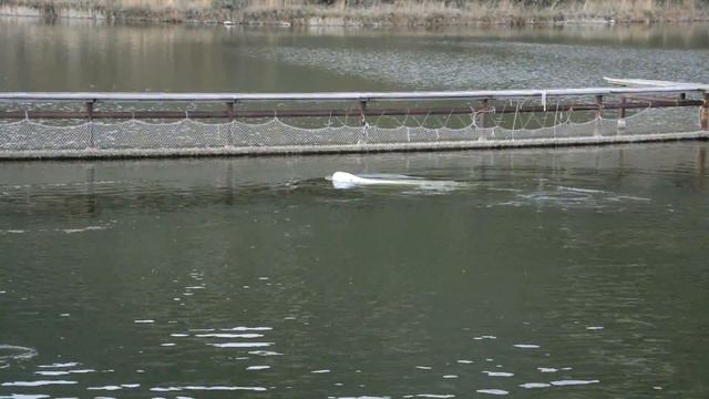 Белухи в заброшенном дельфинарии смотреть онлайн