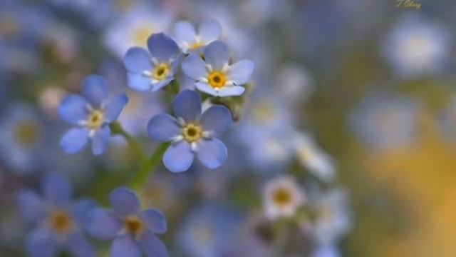 Маленький цветок.wmv смотреть онлайн