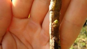 Окулировка фундука на медвежий орех.  Результаты спустя 12 дней