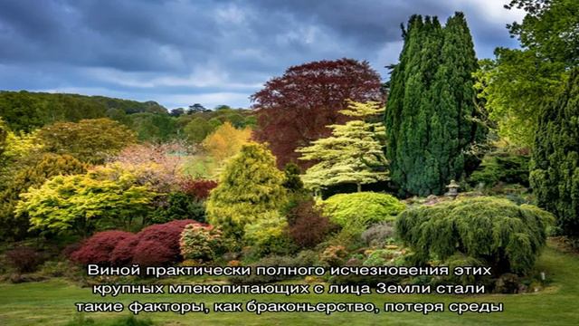 Носорог смотреть онлайн