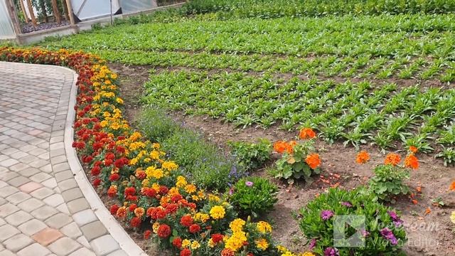 Как растут, цветут и гибнут мои цветы смотреть онлайн