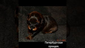 Порода собаки Петербургская орхидея.
