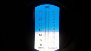 Собираем урожай винограда во Владимирской области. Северное виноградарство.