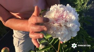 Перламутр пион. Пулков сад (2022 г)