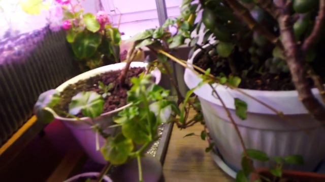 Зимний балкон смотреть онлайн