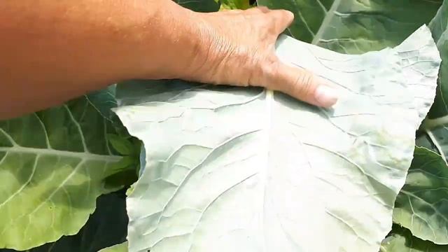 Цветной капусте срочно....... смотреть онлайн