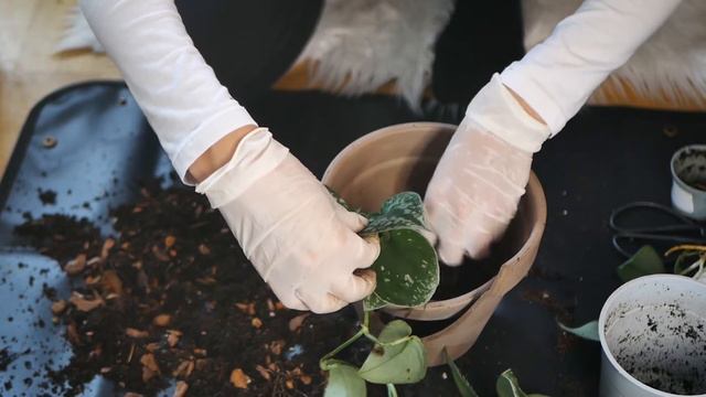 REPOT WITH ME | reuse a broken pot, scindapsus смотреть онлайн