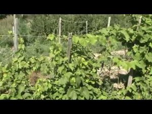 селекция амурского винограда КФХ Абрикос