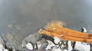 Рыбалка кастинговой сетью.
Самая дешевая кастинговая сеть, ловит не хуже других.
