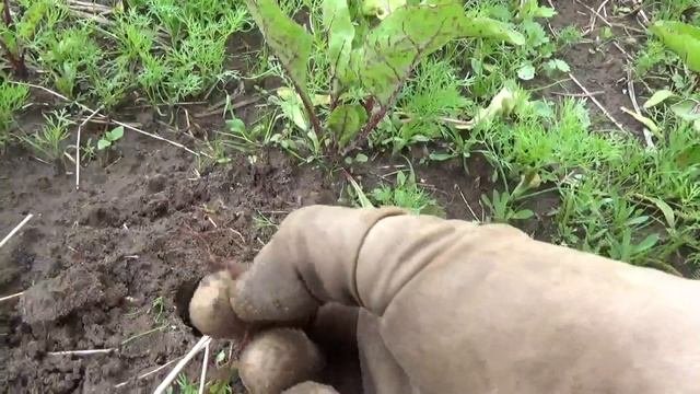 Прореживание свеклы и укрытие сеном