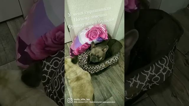 Почему французский бульдог #puppy #французскийбульдог #frenchbulldog #dog #бульдог #bulldog