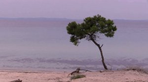 Халкидики: Karidi beach