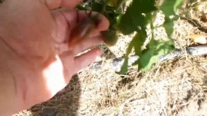 Что вырастает из китайских семян Китайские помидоры What grows from Chinese seeds Chinese tomatoes