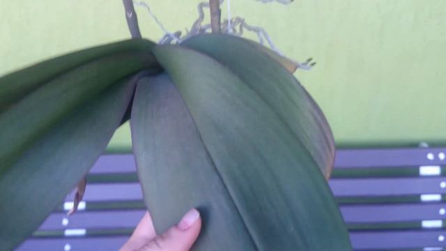 (92) Phalaenopsis смотреть онлайн