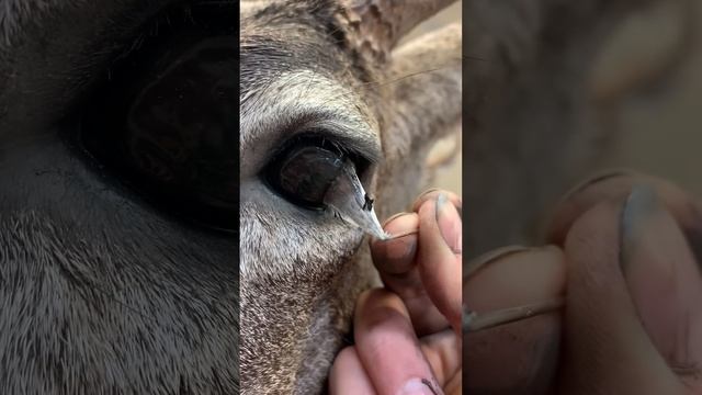 Peeling a Taxidermy Deer Eye