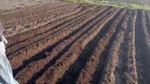 Экспериментальное окучивание картофеля окучником с фрезой мотоблоком BCS 722