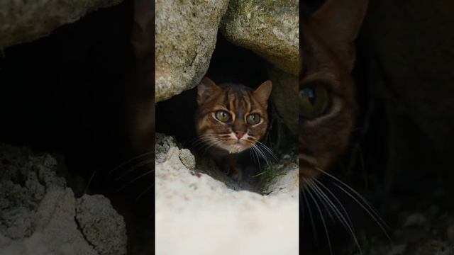 Ржавая кошка, или пятнисто-рыжая кошка.